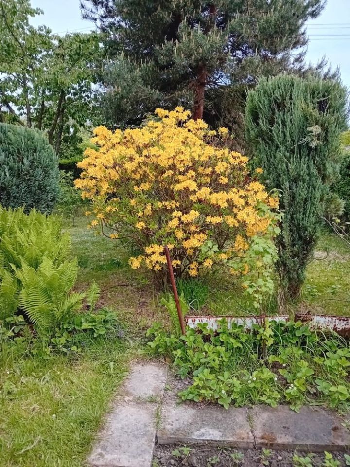 Działka rod Tychy. Zdjęcie 6