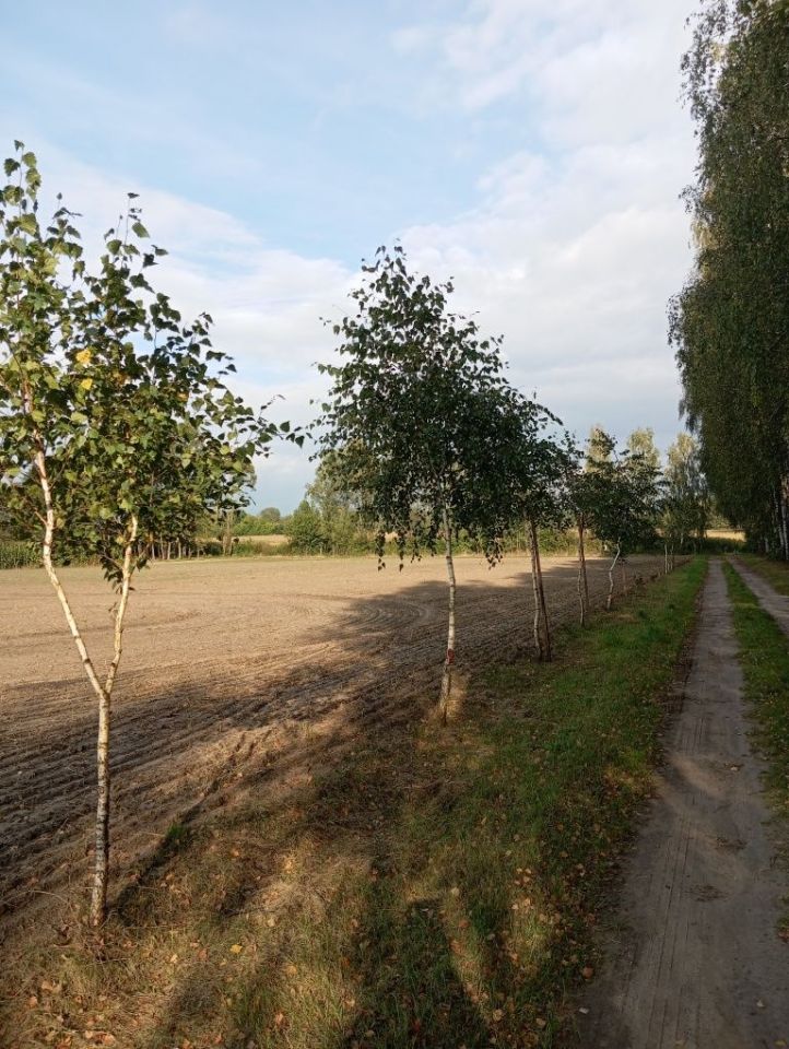 Działka budowlana Ciemniewo. Zdjęcie 4