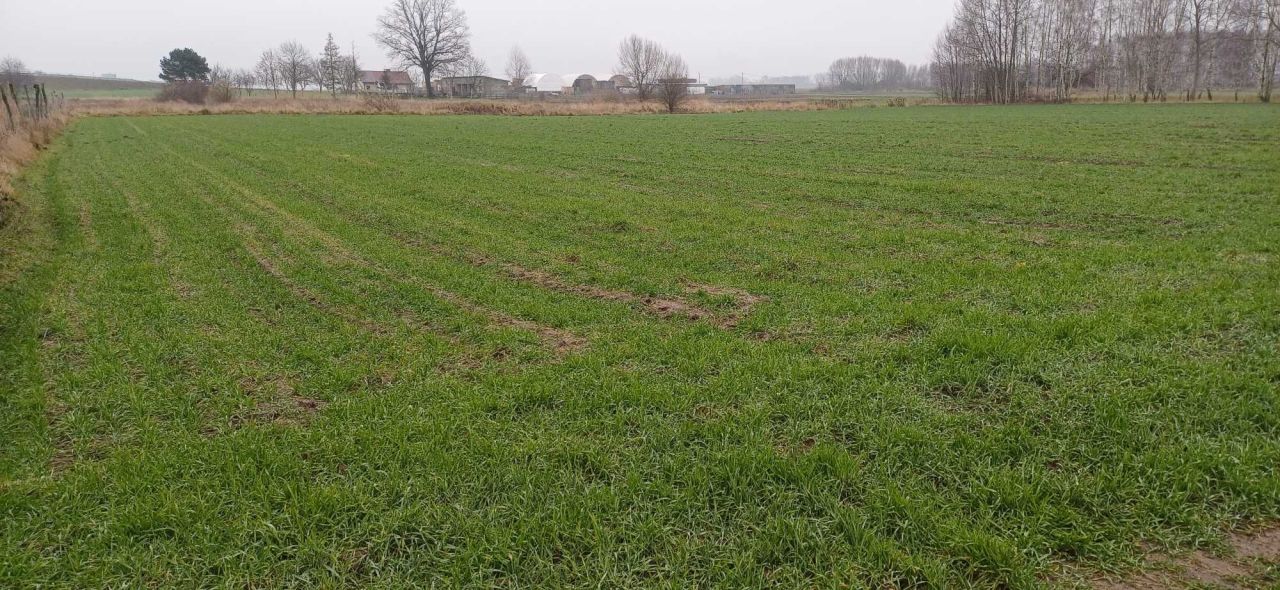 Działka rolna Prusak. Zdjęcie 3