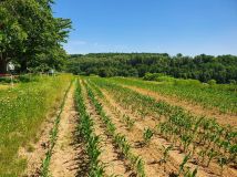 Działka rolno-budowlana Zerwana. Zdjęcie 3