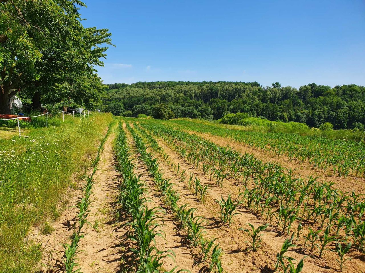 Działka rolno-budowlana Zerwana. Zdjęcie 4