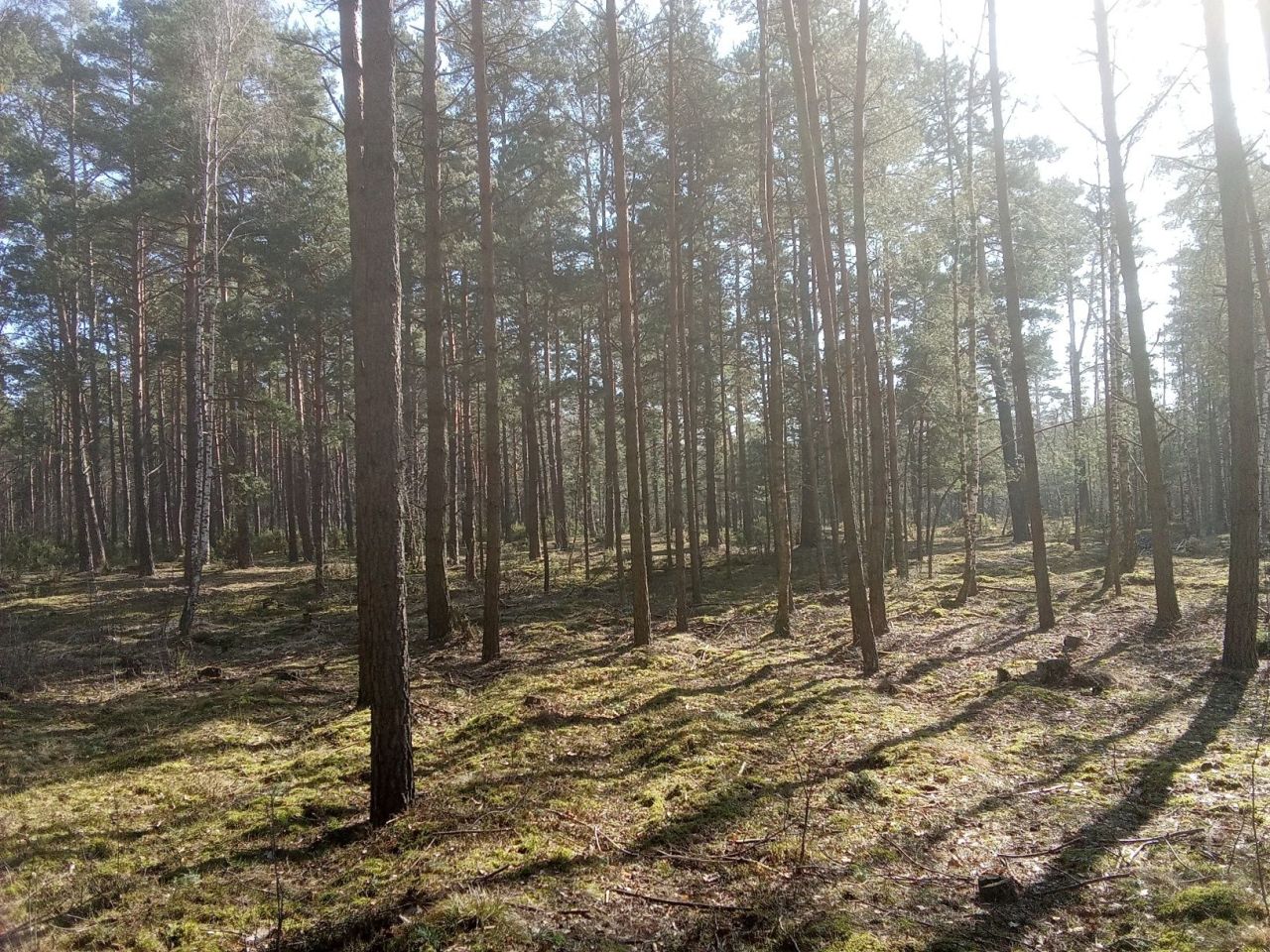 Działka leśna Uhowo