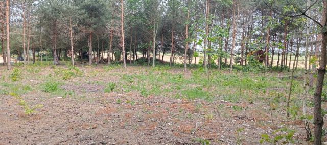 Działka budowlana Święte Laski. Zdjęcie 1