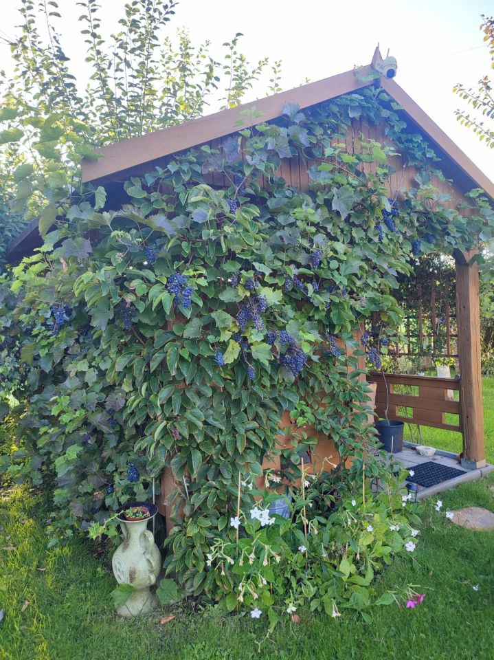 Działka rod Szczecin Bukowo, ul. Bajeczna. Zdjęcie 6