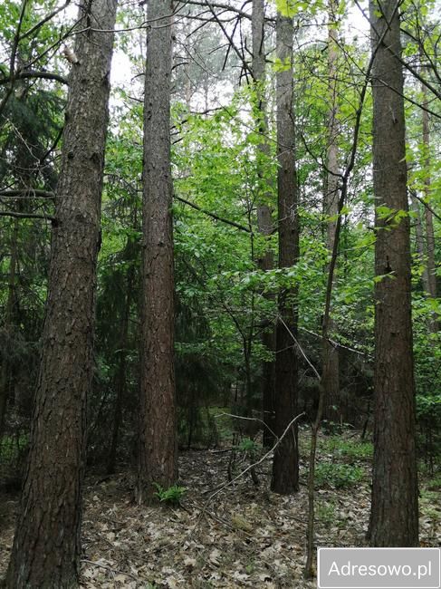 Działka leśna Janówka. Zdjęcie 2
