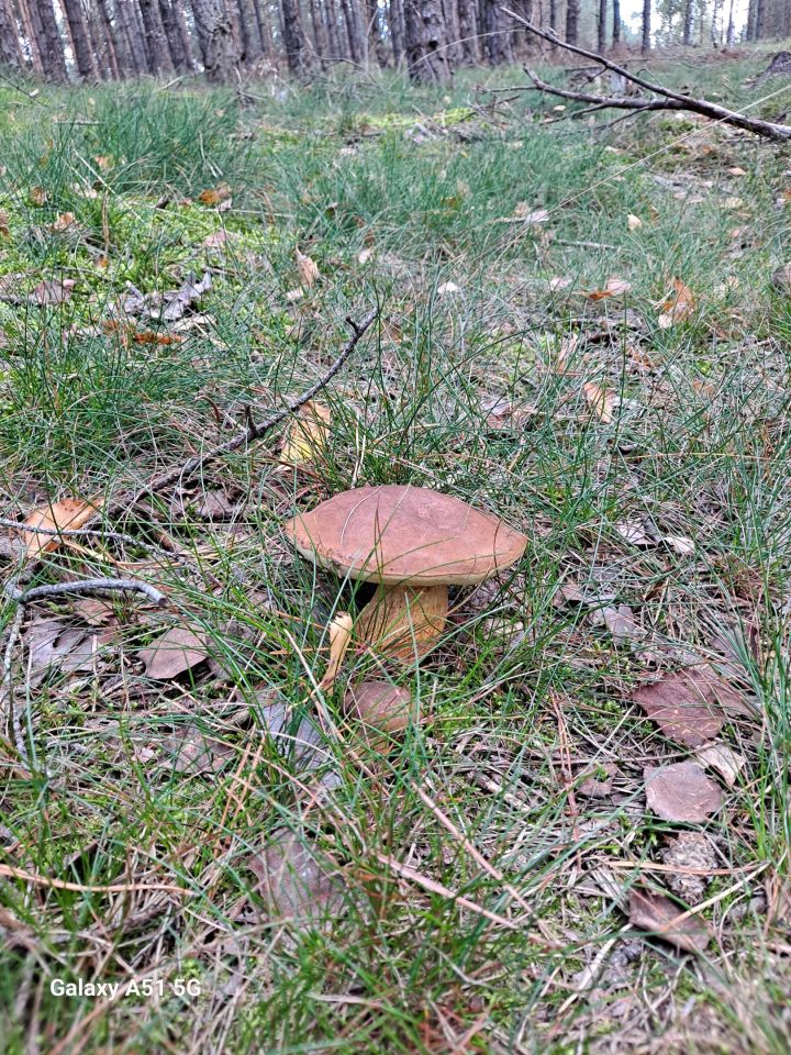 dom wolnostojący, 5 pokoi Aleksandrów Kujawski. Zdjęcie 7