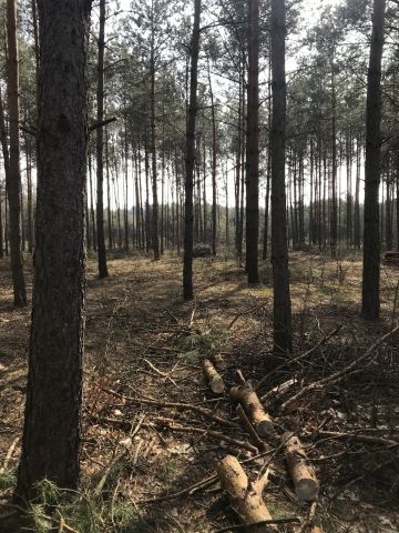 Działka leśna Cyganówka. Zdjęcie 4