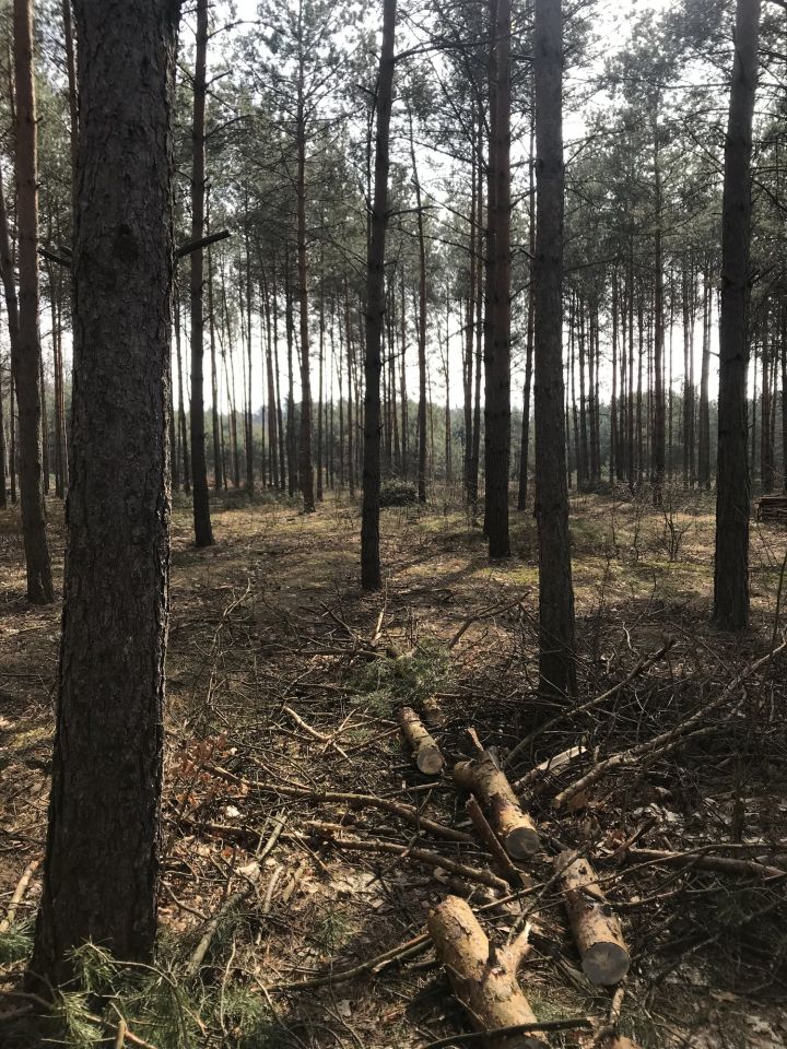 Działka leśna Cyganówka. Zdjęcie 4