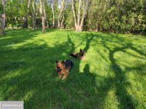 dom wolnostojący, 8 pokoi Poznań Junikowo, ul. Malwowa. Zdjęcie 2