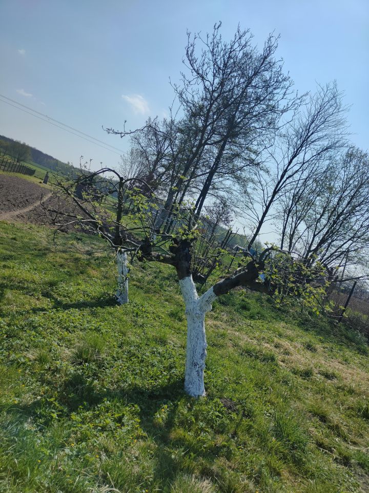 Działka rolna Trzebórz. Zdjęcie 7