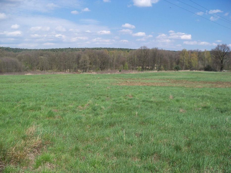 Działka Bogunice. Zdjęcie 5