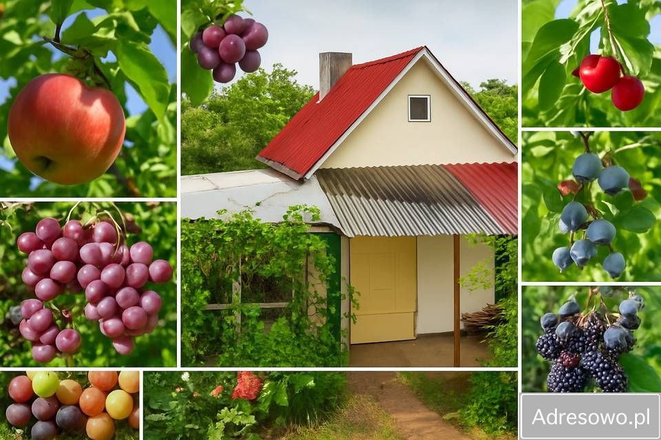 Działka rod Wrocław Tarnogaj, ul. Wiaduktowa. Zdjęcie 11