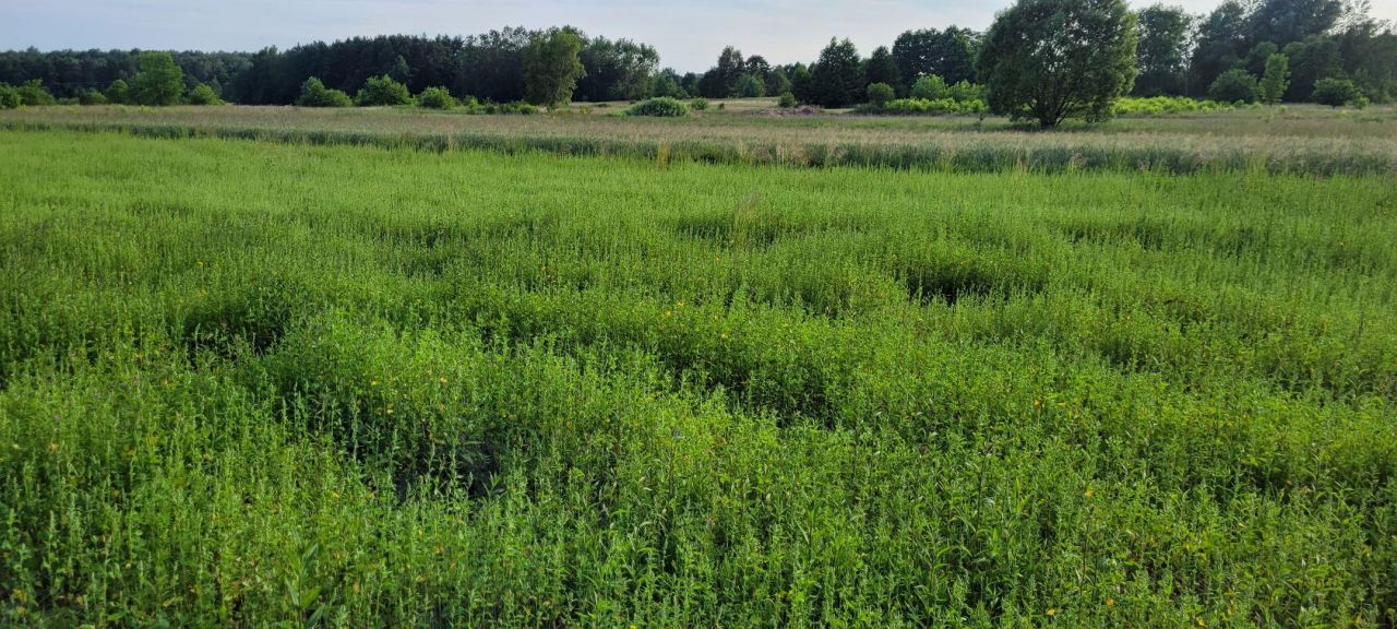 Działka rolno-budowlana Warężyn. Zdjęcie 3