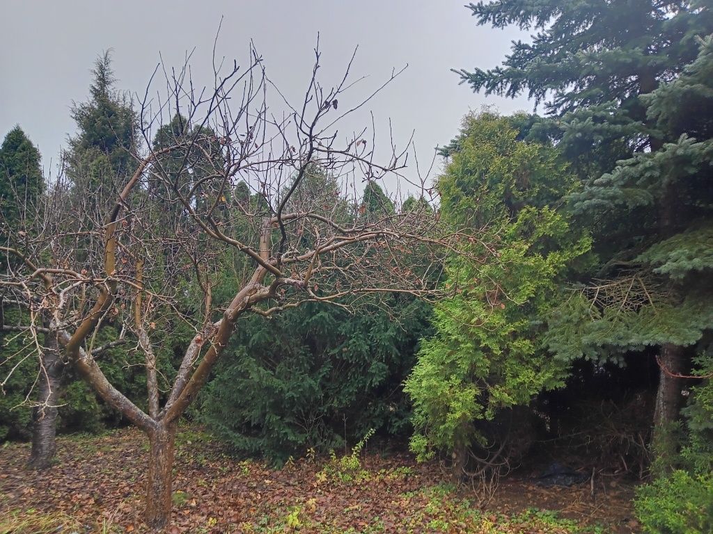 Działka rod Lubicz Dolny. Zdjęcie 8