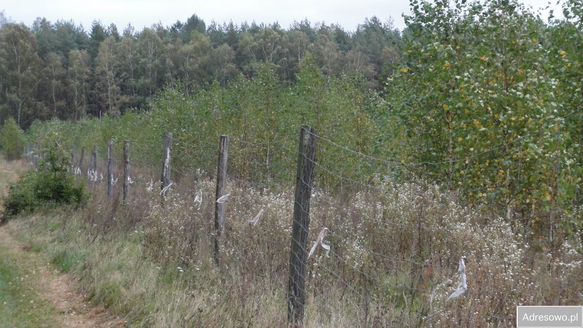 Działka leśna Bartoszki. Zdjęcie 5