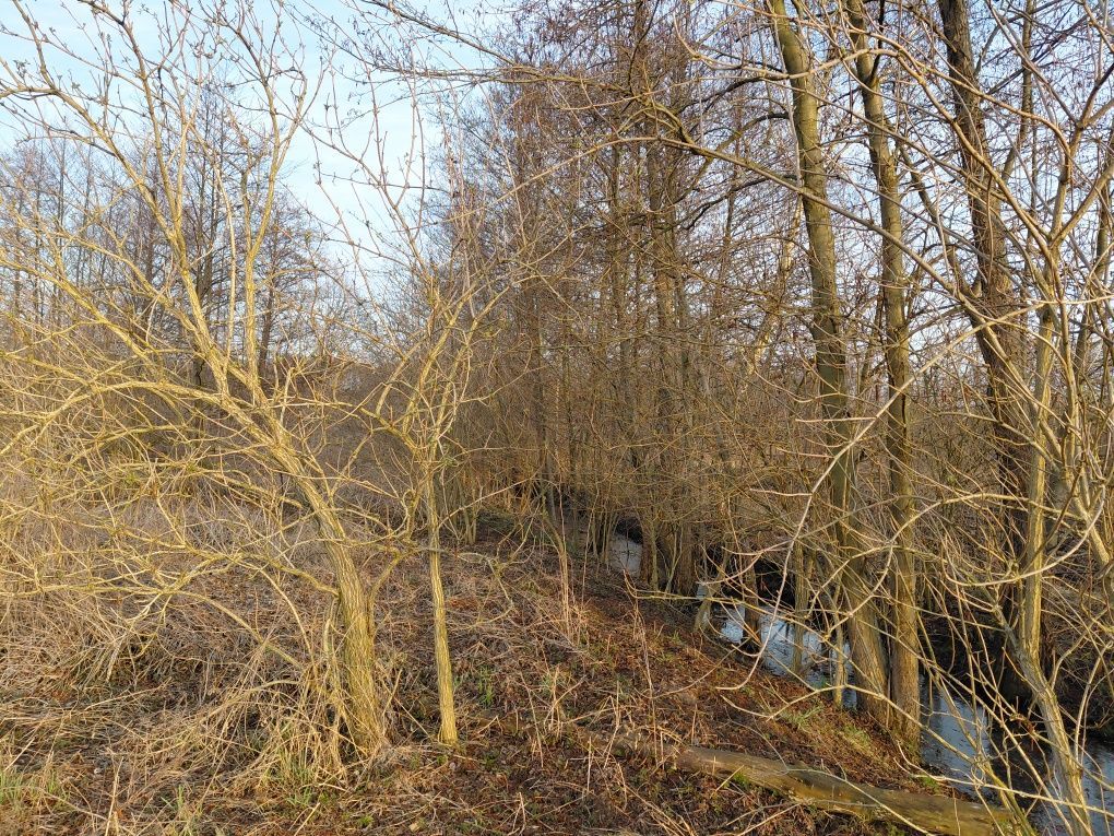 Działka rekreacyjna Wola Jabłońska. Zdjęcie 7