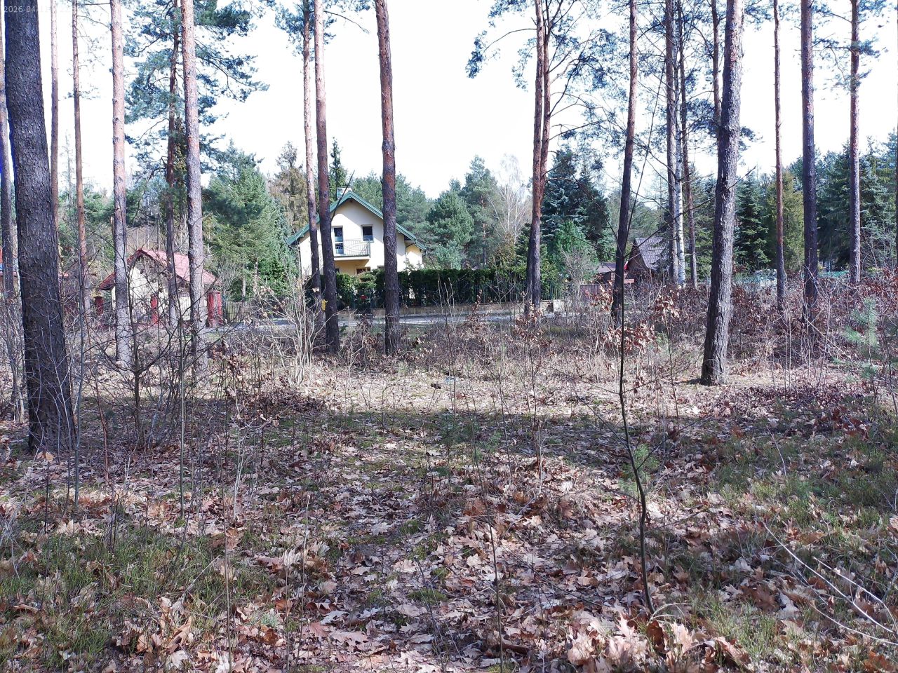 Działka leśna Marynino. Zdjęcie 41