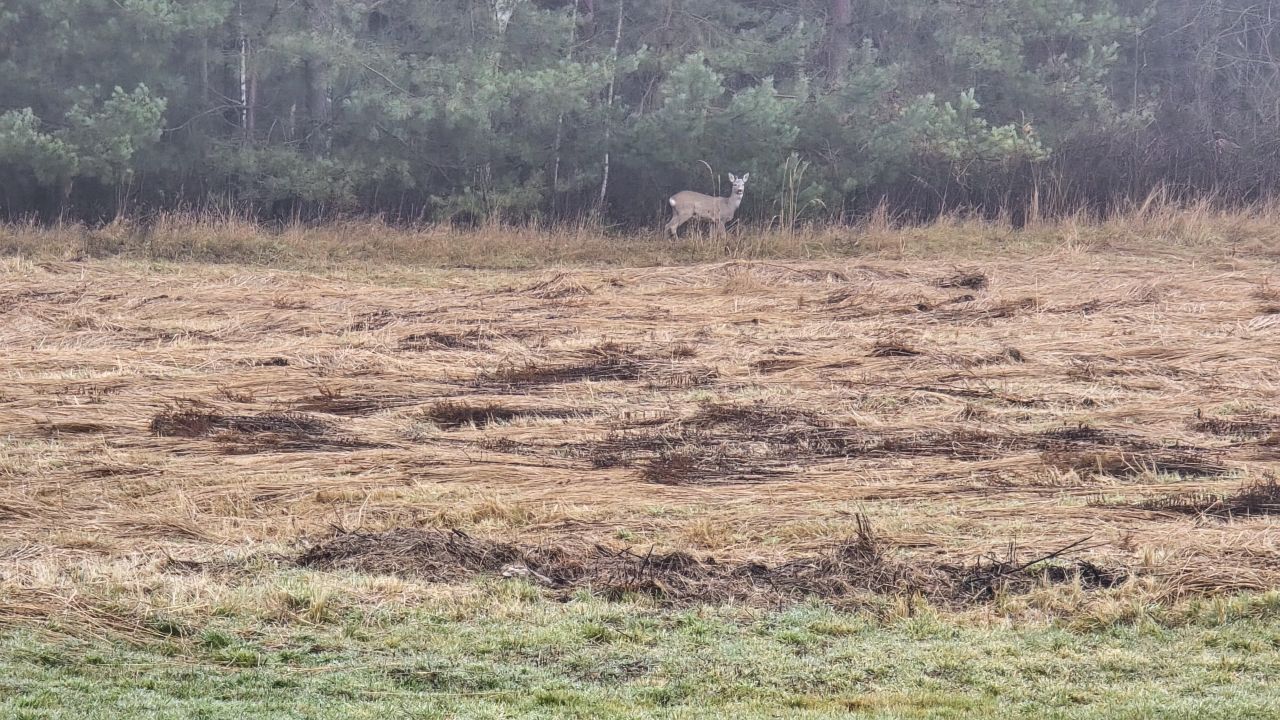 Działka rolno-budowlana Kolonia Piaski, Kolonia piaski 70. Zdjęcie 3
