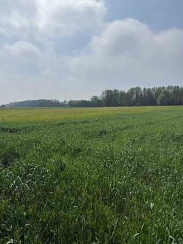 Działka rolna Stok. Zdjęcie 1