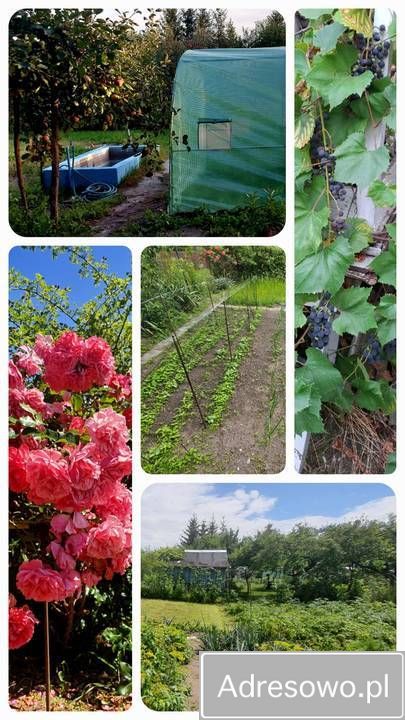 Działka rod Ostrowiec Świętokrzyski, ul. Grabowiecka. Zdjęcie 3