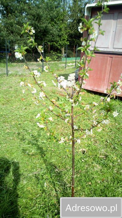 Działka rod Kutno, ul. Bałtycka. Zdjęcie 5