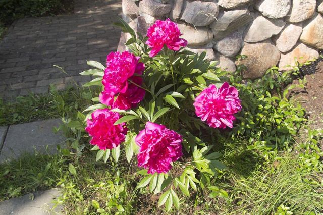 bliźniak, 3 pokoje Narewka, ul. Ogrodowa. Zdjęcie 8