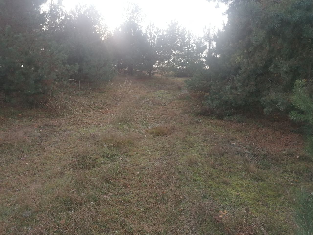 Działka rolna Kępina. Zdjęcie 3