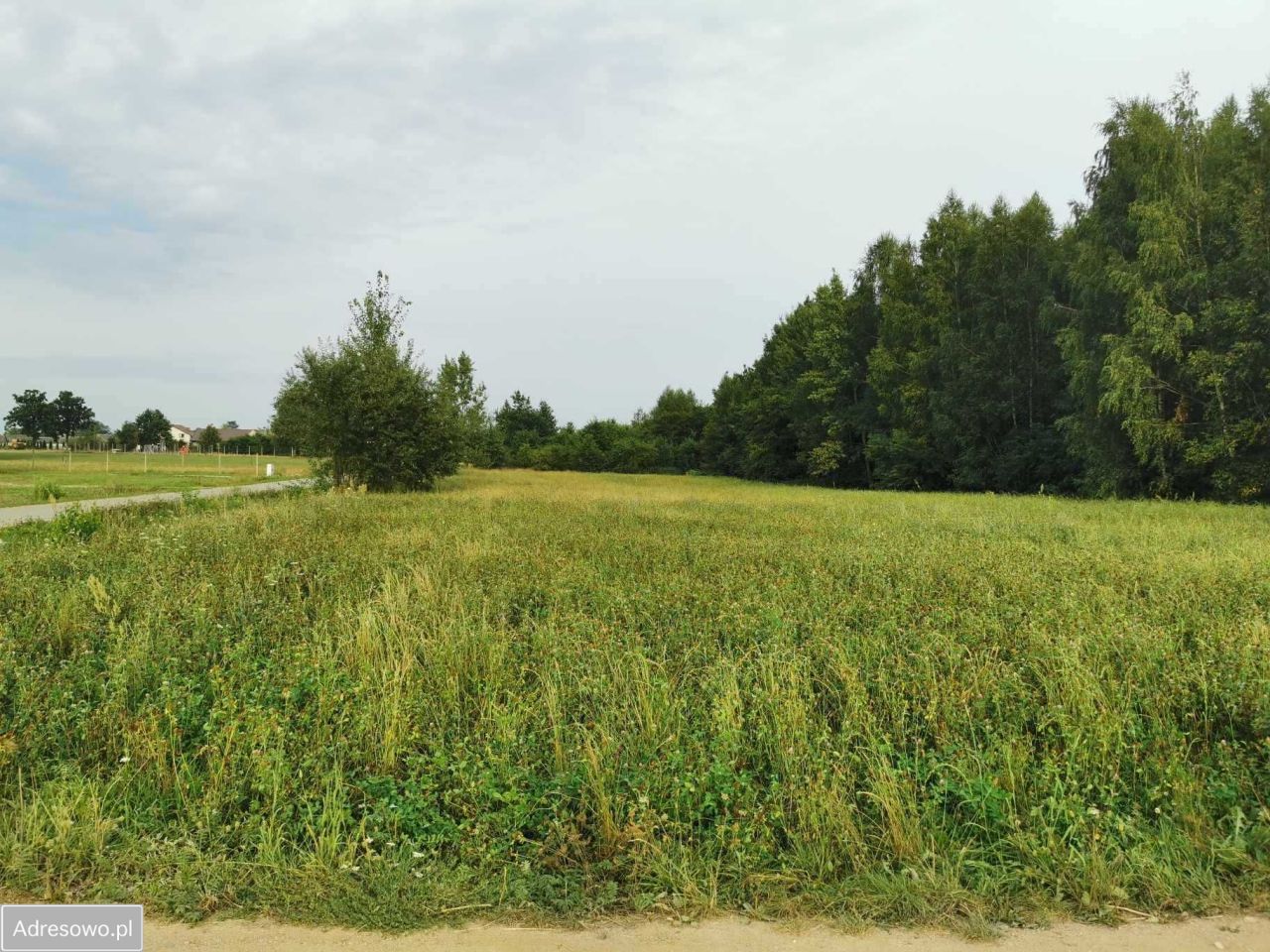 Działka rolna Kaszewska Wola. Zdjęcie 2