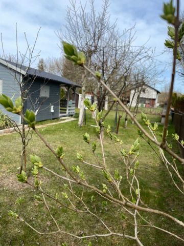 Działka rod Płock Radziwie. Zdjęcie 1