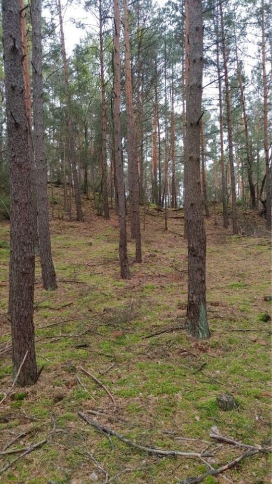 Działka leśna Siwianka. Zdjęcie 3