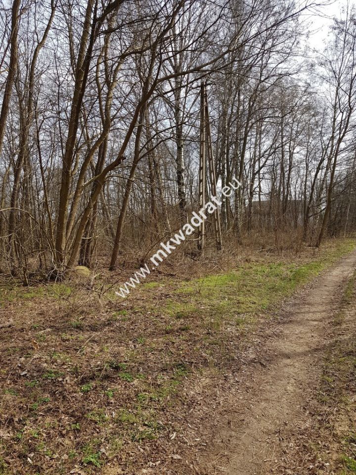 Działka leśna Borszyce. Zdjęcie 5