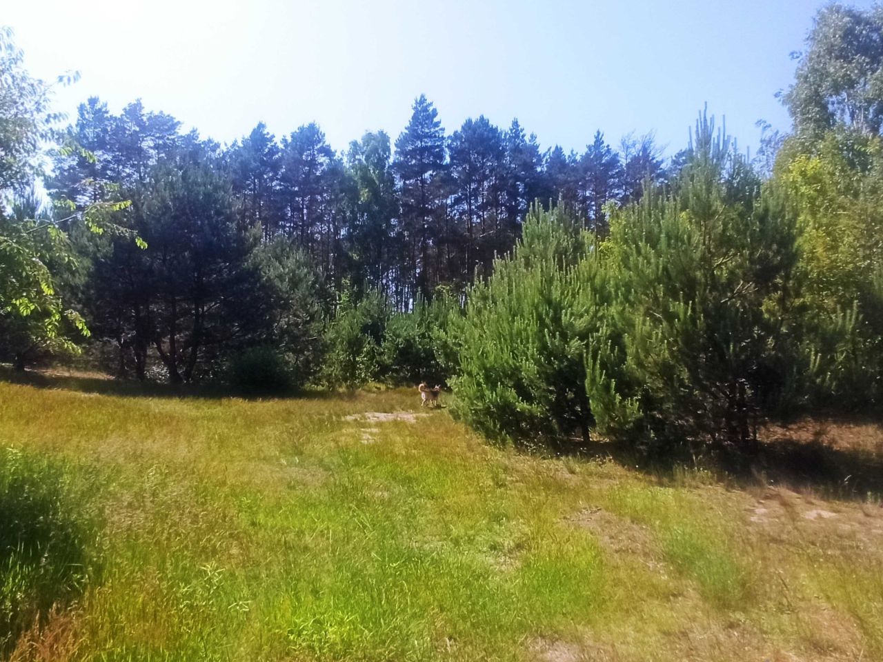 Działka budowlana Obrowo, ul. Lisia. Zdjęcie 6