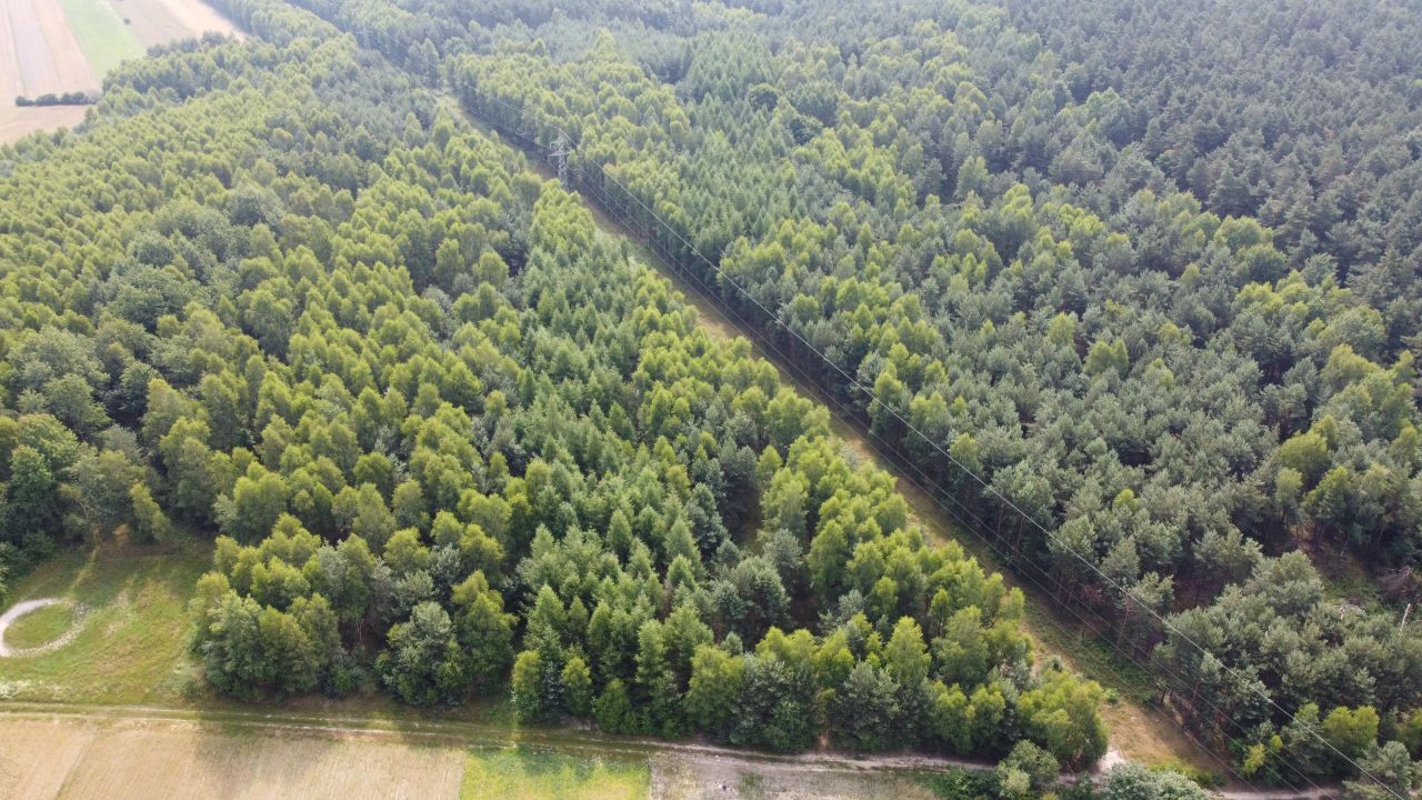 Działka rolna Dobrogoszczyce. Zdjęcie 10