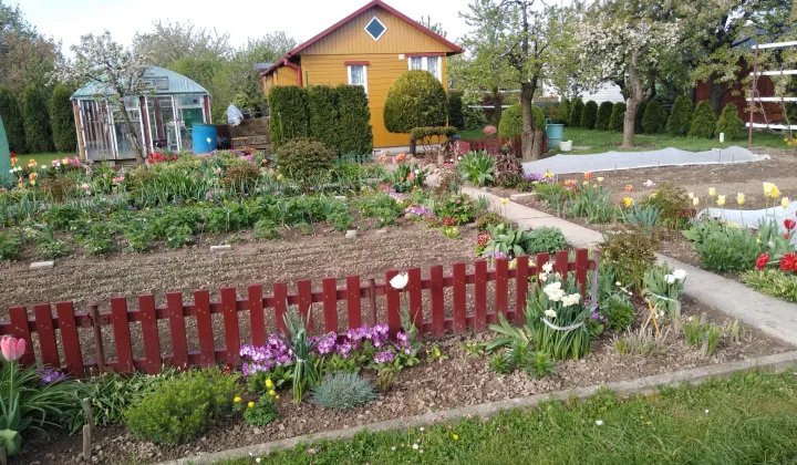 Działka rod Franciszków, ul. Szeroka