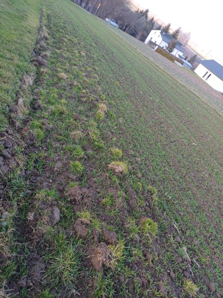 Działka rolna Niechobrz. Zdjęcie 4