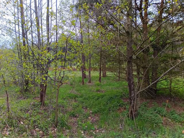 Działka rolna Smogorzewo Pańskie. Zdjęcie 4