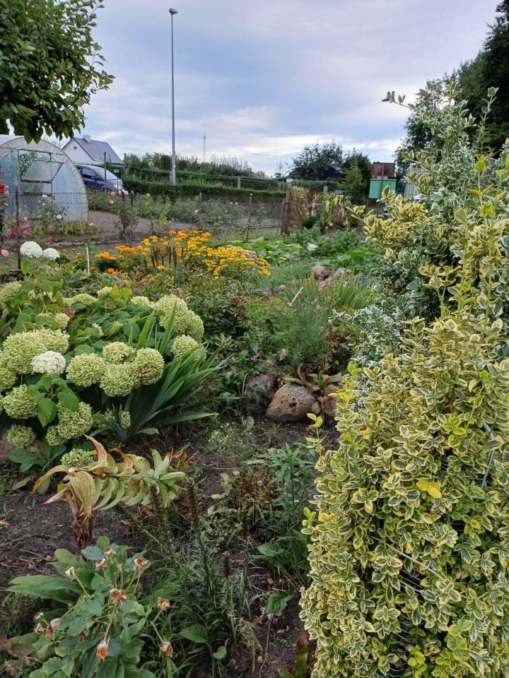 Działka rod Stargard, ul. Grunwaldzka. Zdjęcie 5