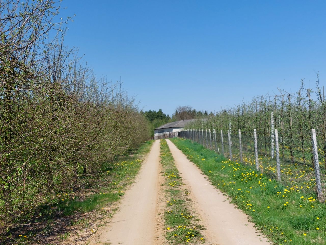 Działka siedliskowa Suszeniec, ul. Graniczna. Zdjęcie 10