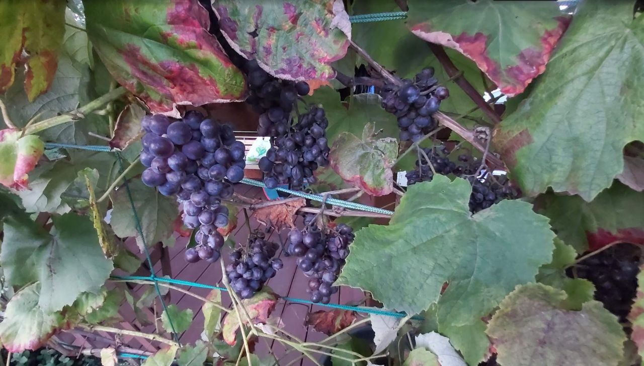 Działka rod Gdańsk Nowy Port, ul. Marynarki Polskiej. Zdjęcie 9