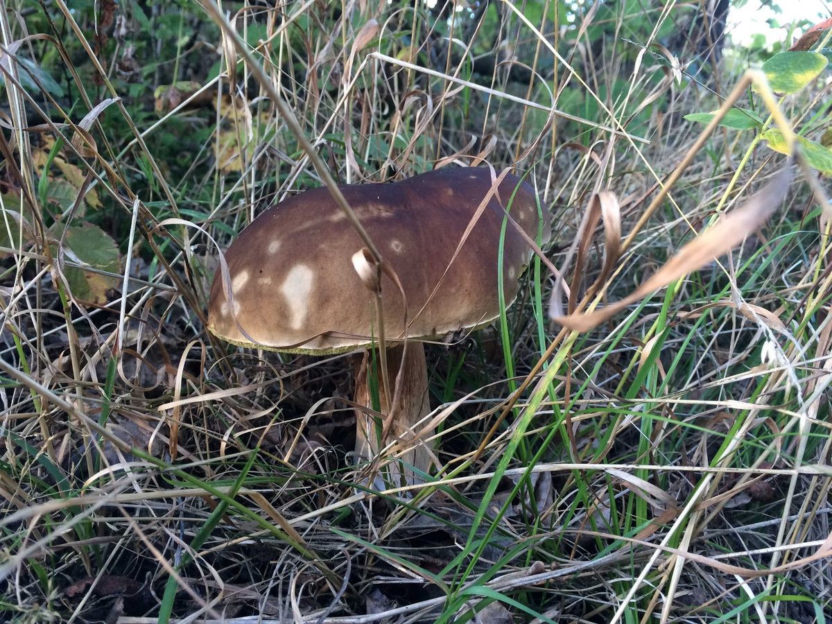 Działka siedliskowa Skrzeszewo, ul. Leśna. Zdjęcie 14