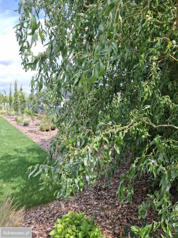 dom wolnostojący, 4 pokoje Maków Mazowiecki. Zdjęcie 7