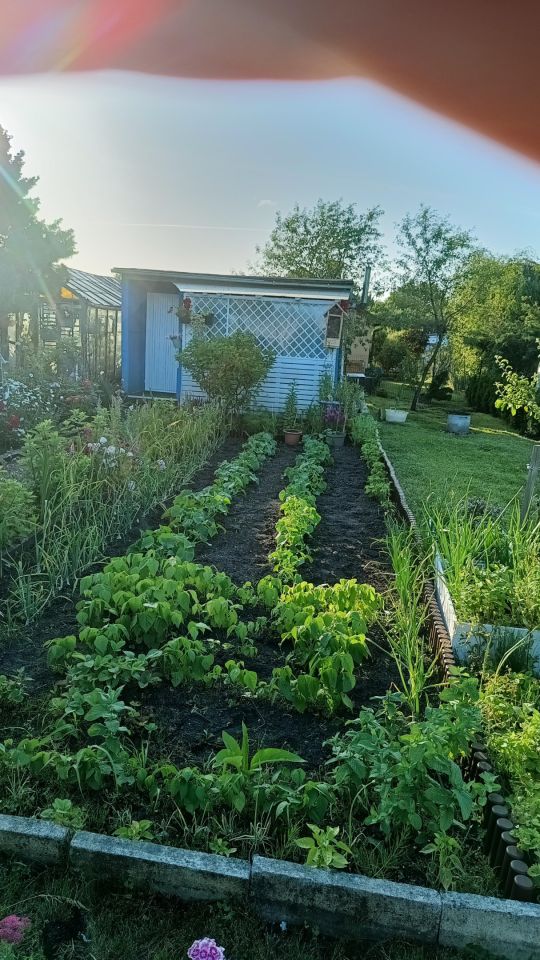 Działka rod Gdynia Chylonia, ul. Hutnicza. Zdjęcie 5