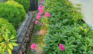 Działka rod Wieluń