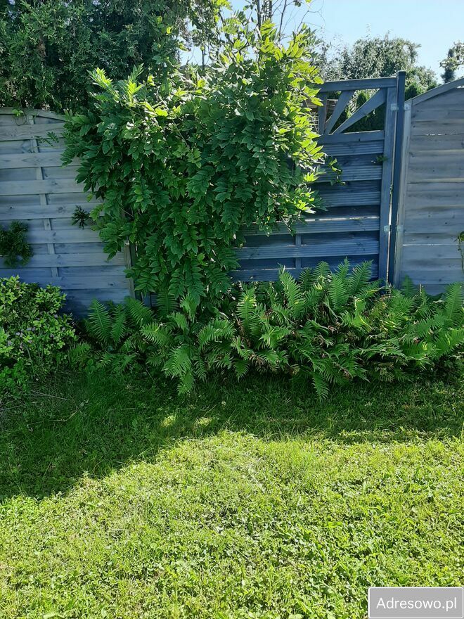 Działka rod Szczecin, ul. Wincentego Witosa. Zdjęcie 14