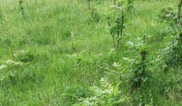 Działka budowlana Ludwikowice Kłodzkie, ul. Kolonia Jana Kasprowicza