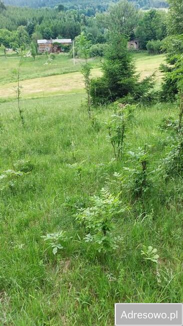 Działka budowlana Ludwikowice Kłodzkie, ul. Kolonia Jana Kasprowicza. Zdjęcie 5