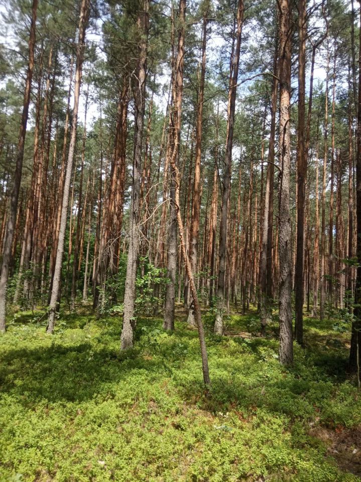 Działka leśna Sobień