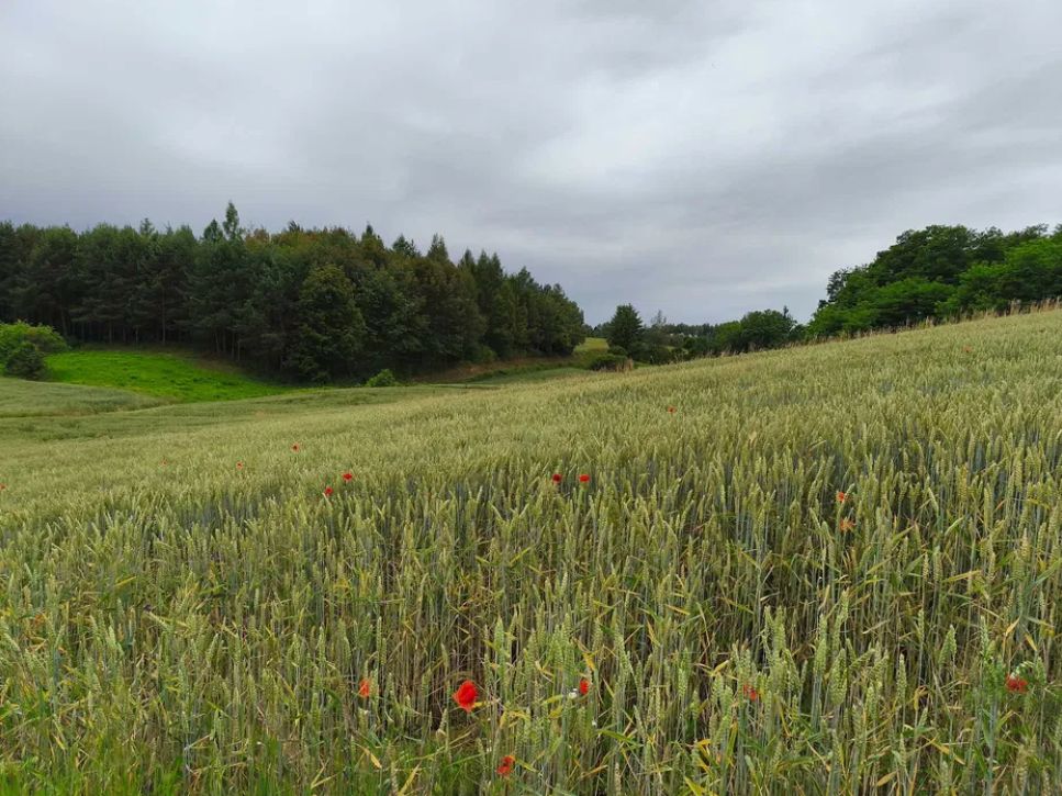 Działka budowlana Jakubowice Konińskie-Kolonia, ul. Kalinowa. Zdjęcie 4