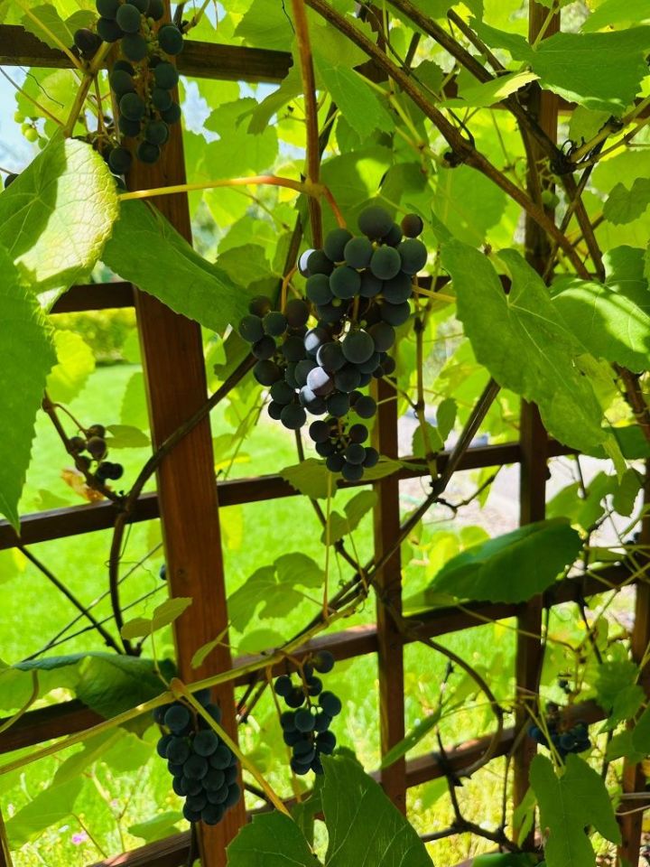 Działka rod Białołęka. Zdjęcie 5