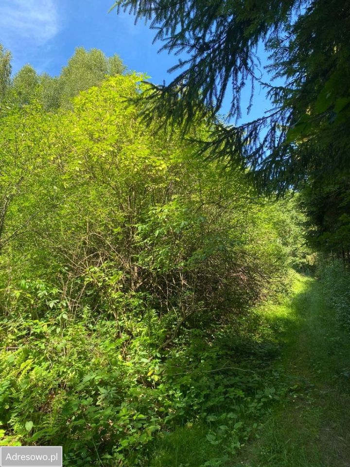 Działka rolna Ropienka. Zdjęcie 8